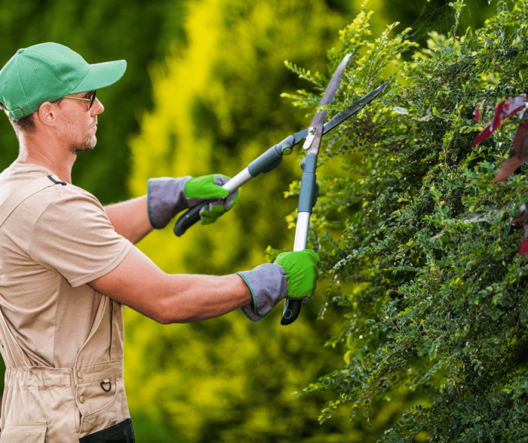 Hedge trimming services
